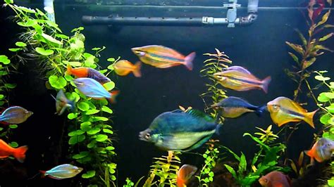 youtube aquarium fish|freshwater aquarium video youtube.